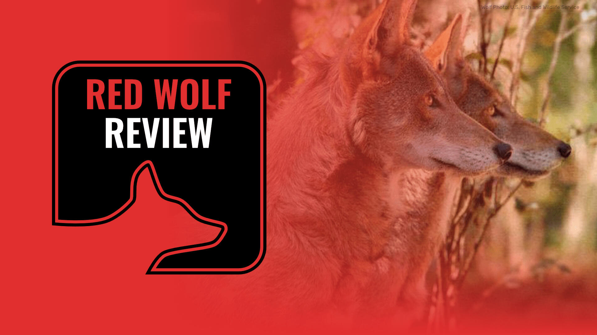 Red Wolf Review Banner Red Wolf Review Banner