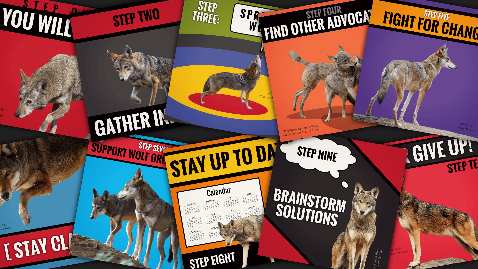 Red Wolf Review Infographics 2 Red Wolf Review Infographics 2